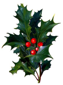 Christmas holly